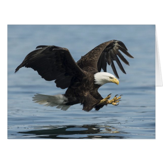 イーグル・オン・アプローチ (正面横)