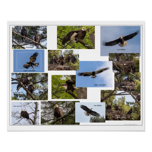 イーグル・ファミリー・ライフ ポスター (正面)