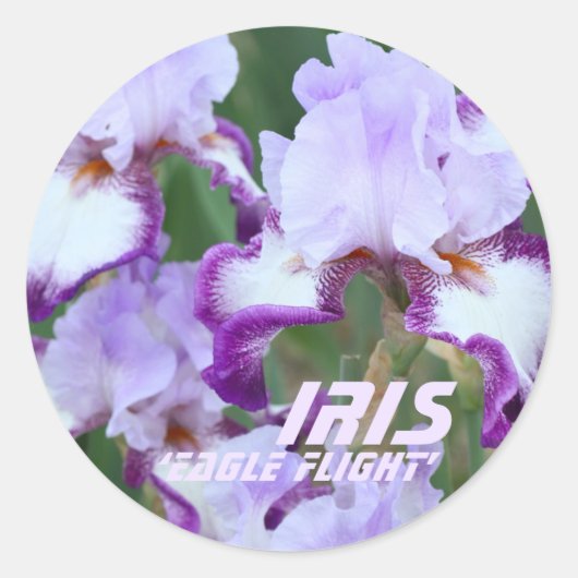 イーグル・フライト [ジャーマンアイリス] ラウンドシール (正面)