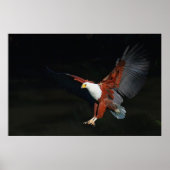 イーグル ポスター (正面)