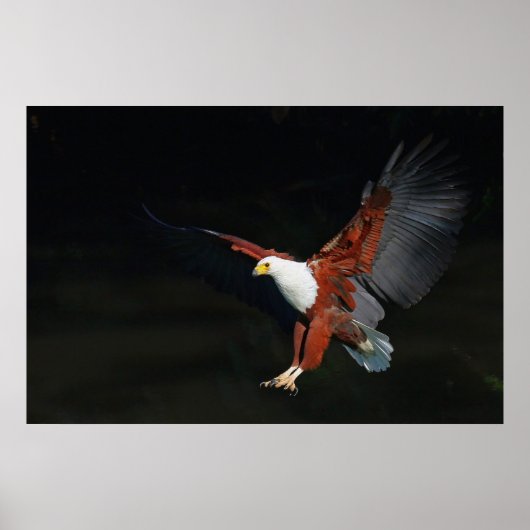 イーグル ポスター (正面)