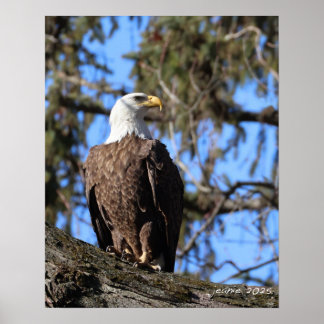 イーグル ポスター