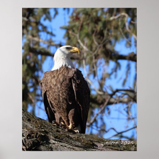 イーグル ポスター (正面)
