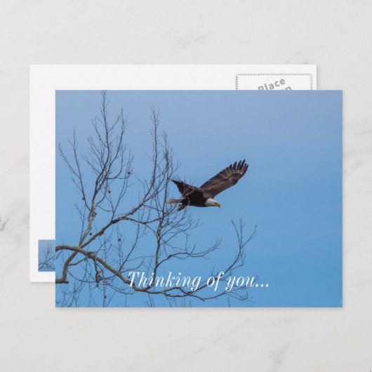 イーグル ポストカード (正面/裏面)