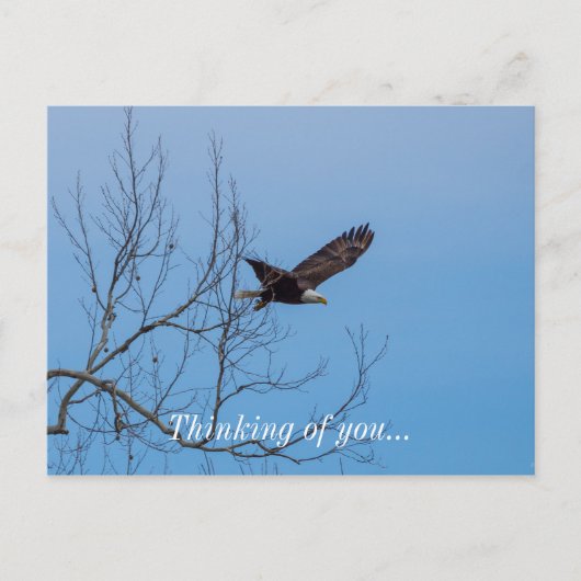 イーグル ポストカード (正面)