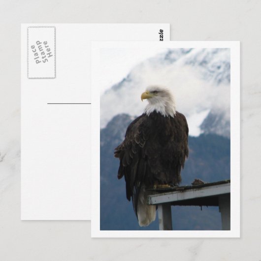 イーグル ポストカード (正面/裏面)