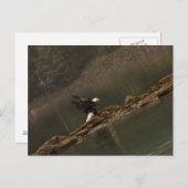 イーグル ポストカード (正面/裏面)