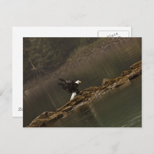 イーグル ポストカード (正面/裏面)