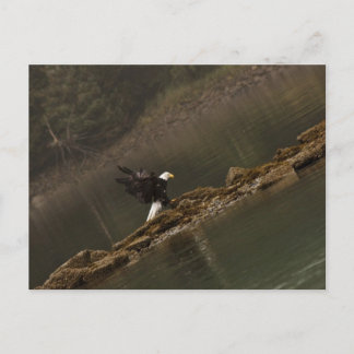 イーグル ポストカード