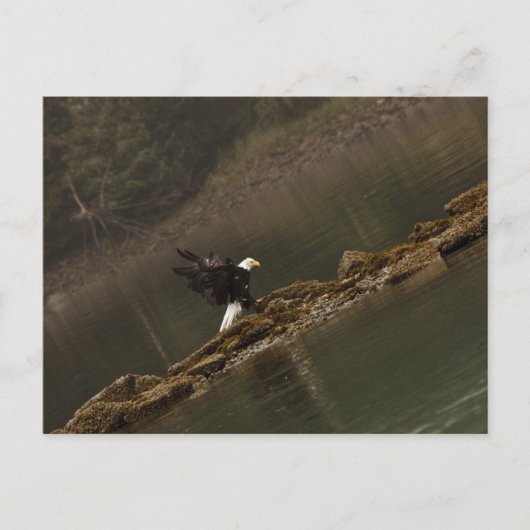 イーグル ポストカード (正面)