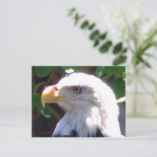 イーグル ポストカード (スタンド正面)