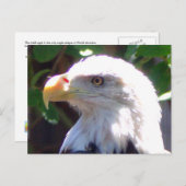 イーグル ポストカード (正面/裏面)