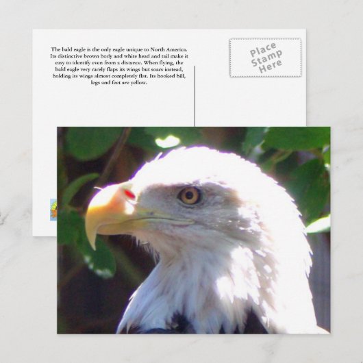 イーグル ポストカード (正面/裏面)
