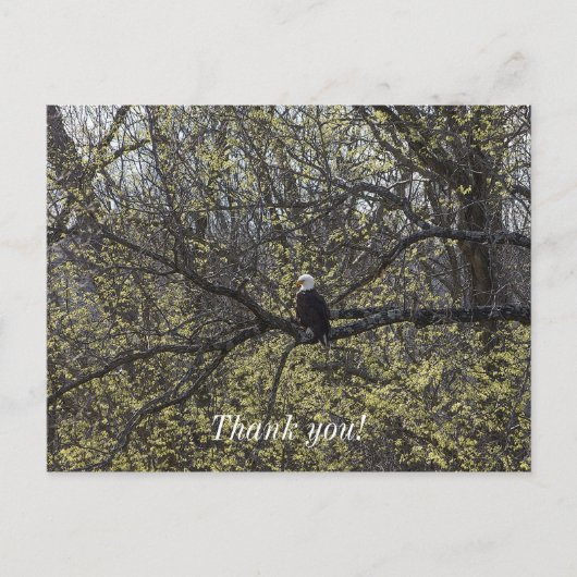 イーグル・ルックアウト・ペイント風 ポストカード (正面)