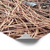 イージーの巣 ポスター (角)