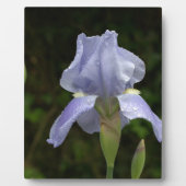 イージーイーゼルスタンド アイリス 青い花 春の雨 フォトプラーク (正面)