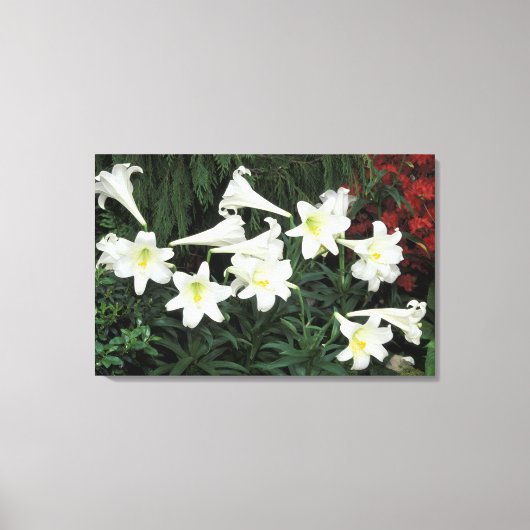 イースタリリー (Lilium regale) キャンバスプリント (正面)