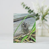 イースタンアイエルタービクリックートル – アラウスグアタス ポストカード (スタンド正面)