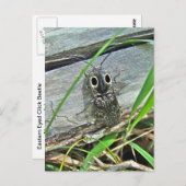 イースタンアイエルタービクリックートル – アラウスグアタス ポストカード (正面/裏面)