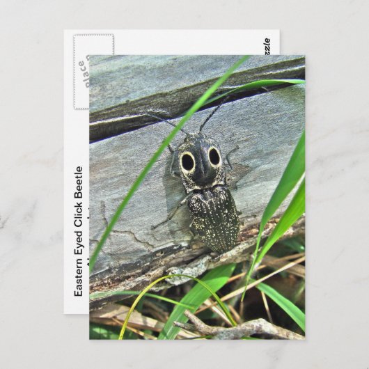 イースタンアイエルタービクリックートル – アラウスグアタス ポストカード (正面/裏面)