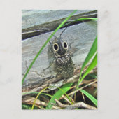 イースタンアイエルタービクリックートル – アラウスグアタス ポストカード (正面)