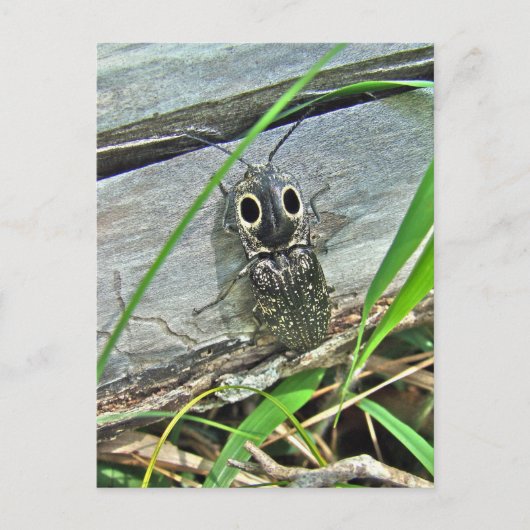 イースタンアイエルタービクリックートル – アラウスグアタス ポストカード (正面)