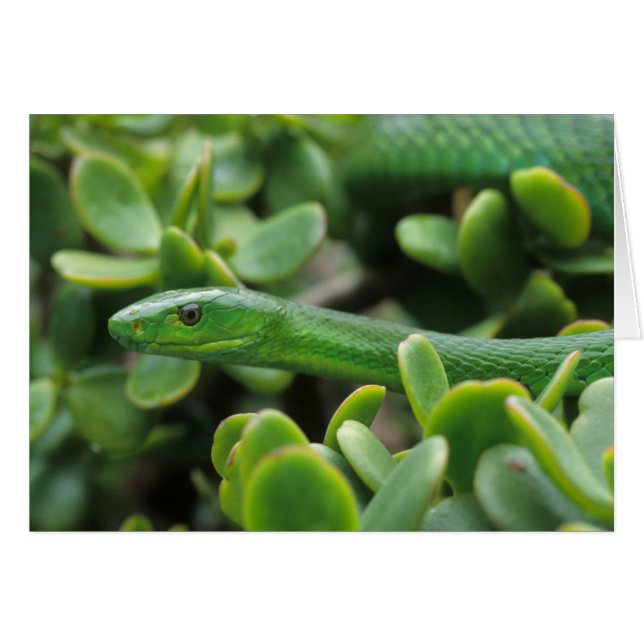 イースタングリーンマンバ（Dendroaspis angusticeps） (正面横)