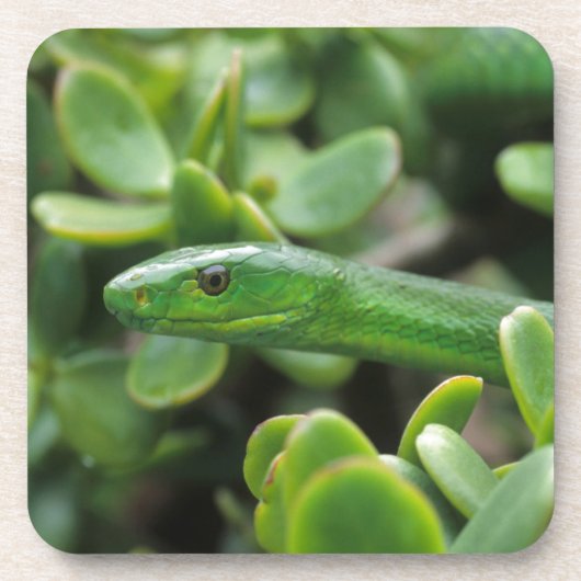 イースタングリーンマンバ（Dendroaspis angusticeps） コースター (正面)
