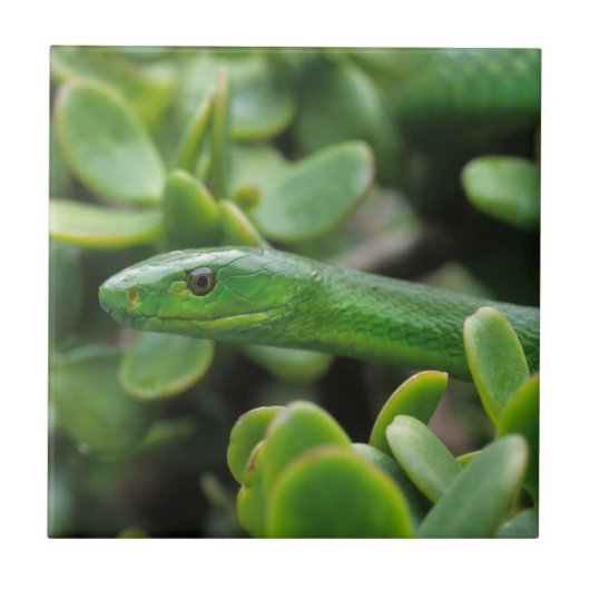 イースタングリーンマンバ (Dendroaspis angusticeps) タイル (正面)