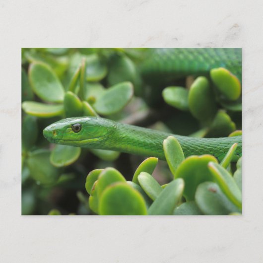 イースタングリーンマンバ (Dendroaspis angusticeps) ポストカード (正面)