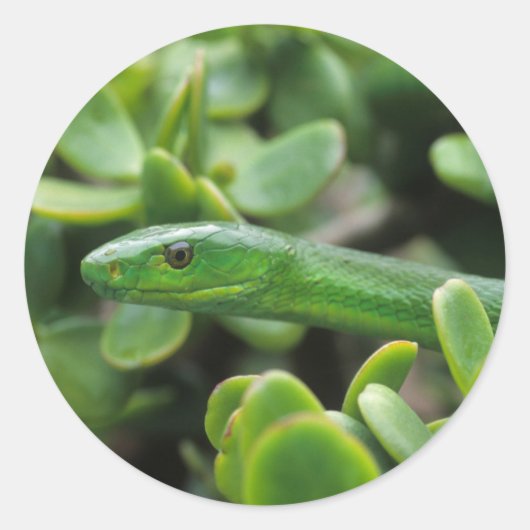 イースタングリーンマンバ(Dendroaspis angusticeps) ラウンドシール (正面)