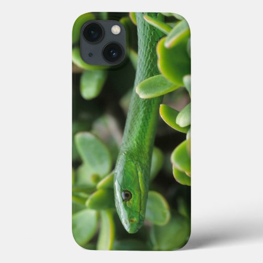 イースタングリーンマンバ (Dendroaspis angusticeps) Case-Mate iPhoneケース (裏面)