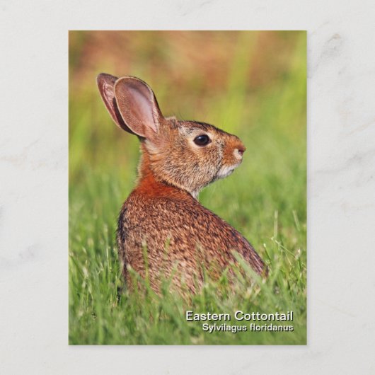 イースタンコットンテールポストカード ポストカード (正面)
