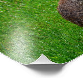 イースタンコットンテールラビット フォトプリント            (角)