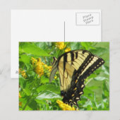 イースタンタイガーアゲハチョウはがき ポストカード (正面/裏面)