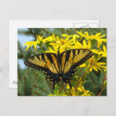 イースタンタイガーアゲハチョウオンイエローデイジー ポストカード (正面/裏面)
