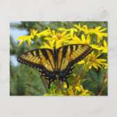 イースタンタイガーアゲハチョウオンイエローデイジー ポストカード (正面)