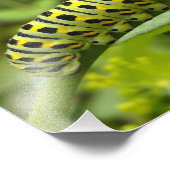 イースタンタイガーアゲハチョウキャタピラー フォトプリント            (角)