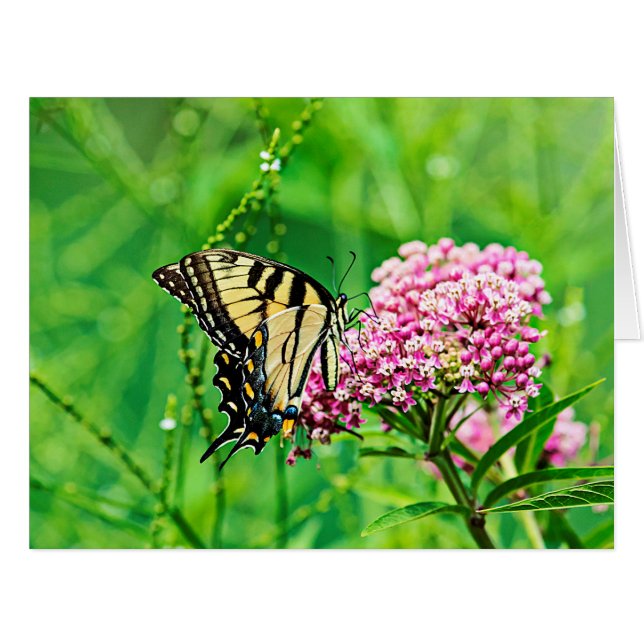 イースタンタイガーアゲハチョウバタフライ (正面横)