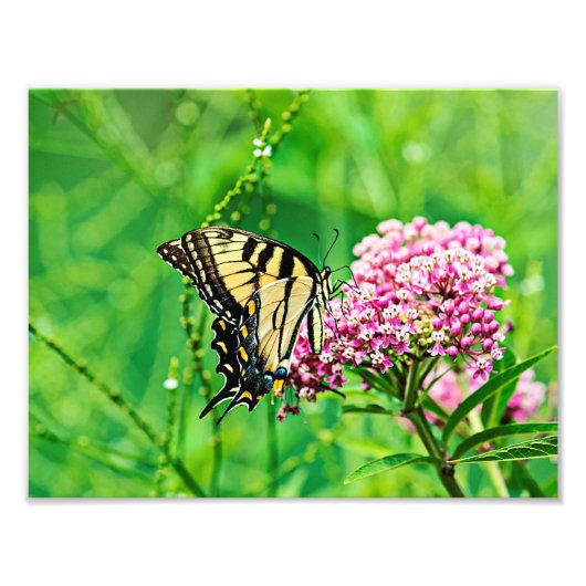 イースタンタイガーアゲハチョウバタフライ フォトプリント            (正面)