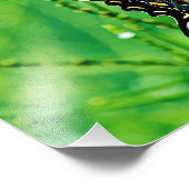 イースタンタイガーアゲハチョウバタフライ フォトプリント            (角)