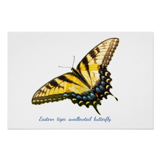イースタンタイガーアゲハチョウ ポスター (正面)