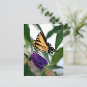 イースタンタイガースウォローテイル州蝶の写真 ポストカード (スタンド正面)