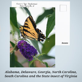 イースタンタイガースウォローテイル州蝶の写真 ポストカード