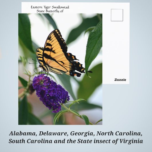 イースタンタイガースウォローテイル州蝶の写真 ポストカード