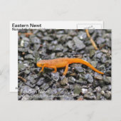 イースタンネット ポストカード (正面/裏面)