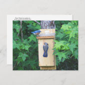 イースタンブルーバードハウスの温暖化 ポストカード (正面/裏面)