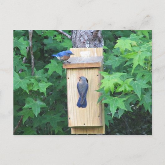 イースタンブルーバードハウスの温暖化 ポストカード (正面)