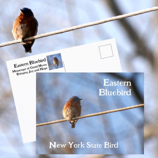 イースタンブルーバード ニューヨーク州の鳥 写真 ポストカード
