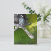 イースタン・スネークネック・タートル ポストカード (スタンド正面)